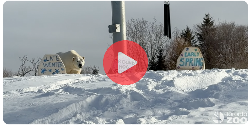 Polar Bear walking up towards Ground Hog Day signs