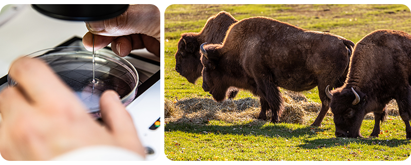 A herd of bison