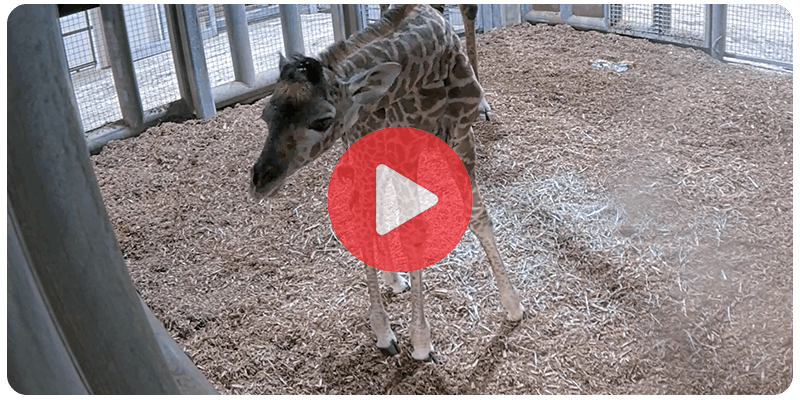 Video thumbnail of the Giraffe baby video