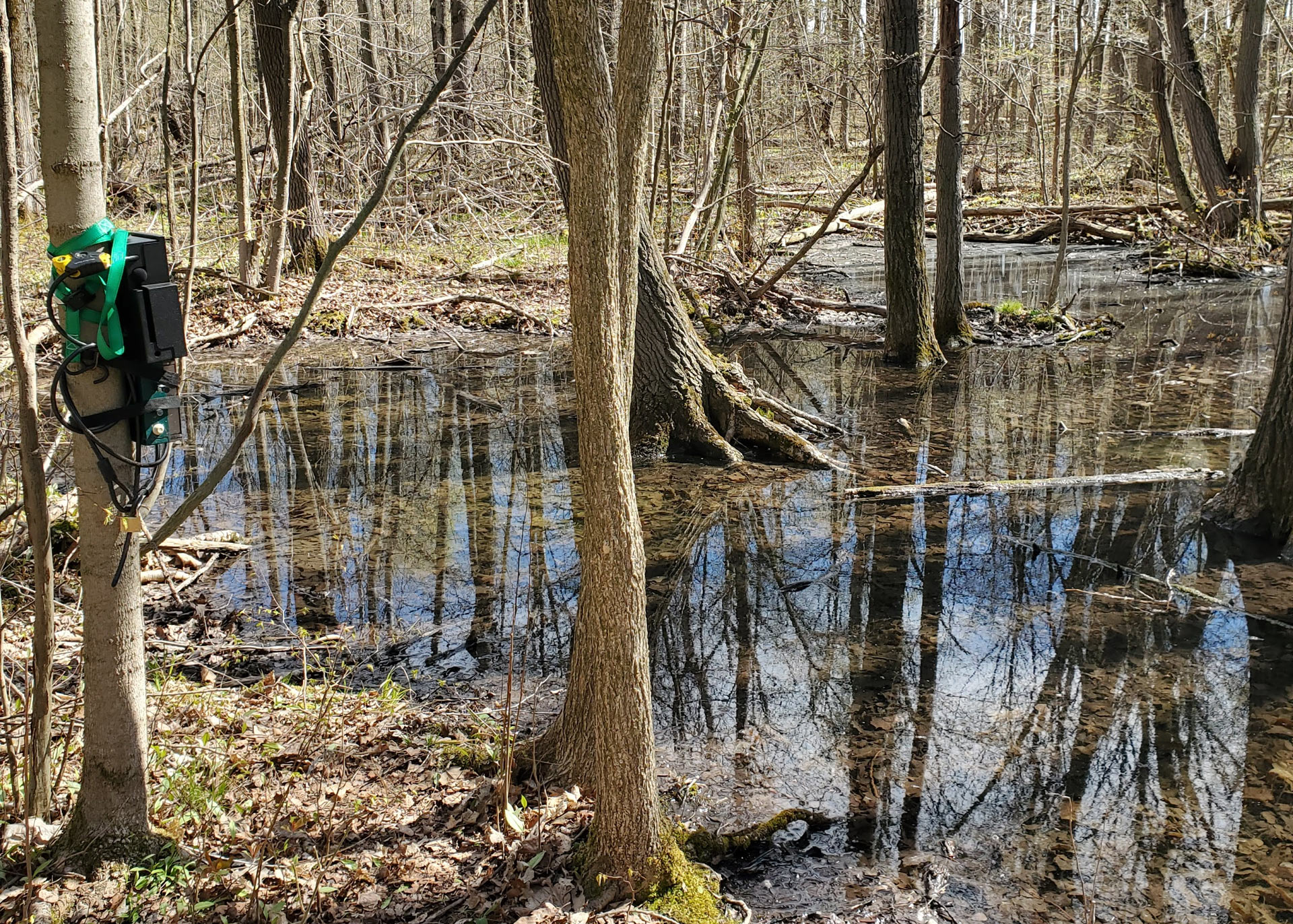 Acoustic monitor installed near a vernal pond.