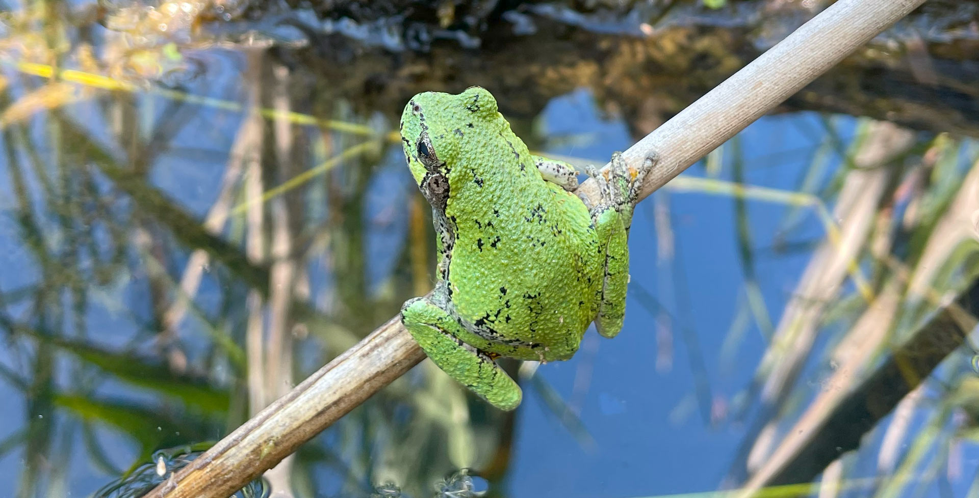A grey treefrog seen near on of the acoustic monitors.
