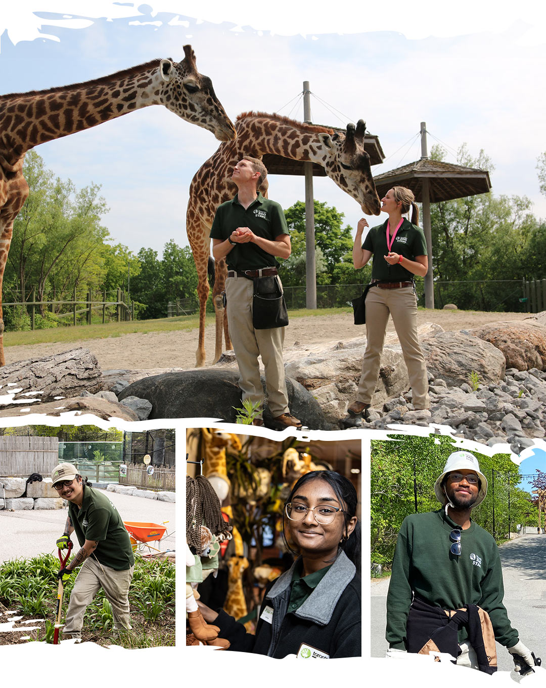 Keepers with the Giraffe, horticulture gardening, retail staff working in the store, custodial staff keeping the Zoo tidy.