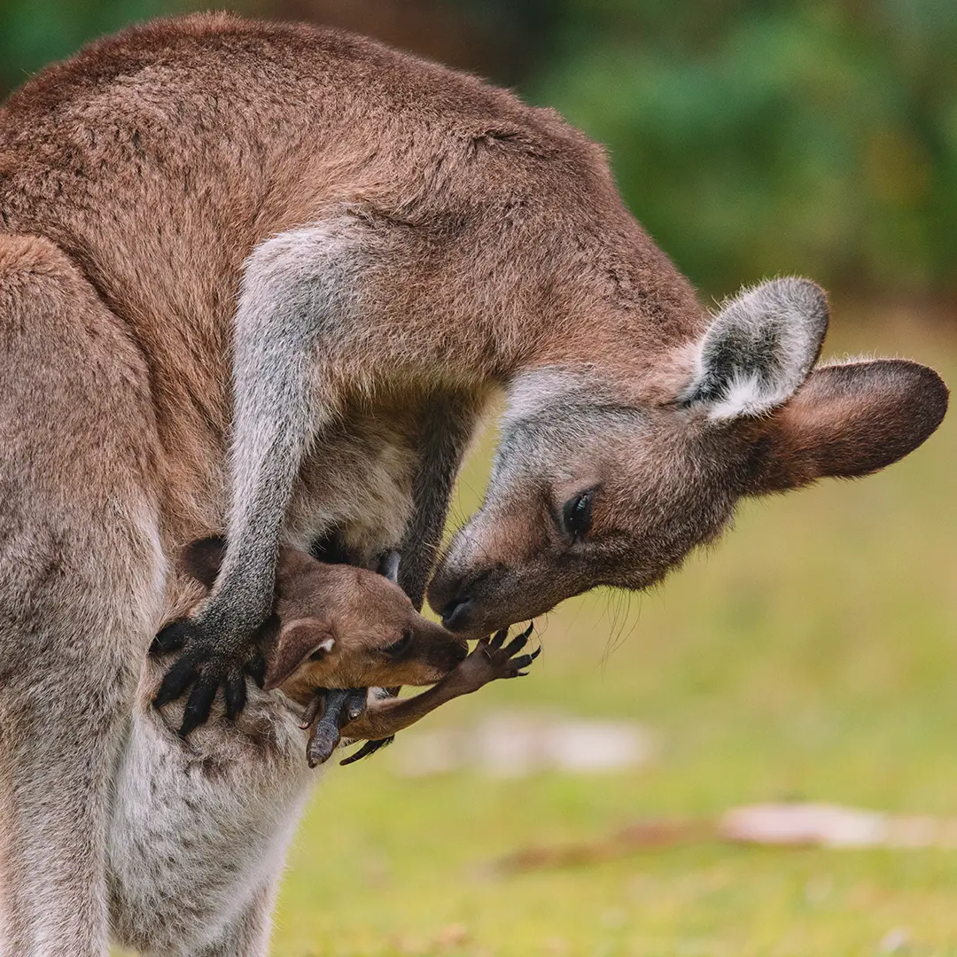 Kangaroo mother checks on her baby in her pouch at Your Toronto Zoo
