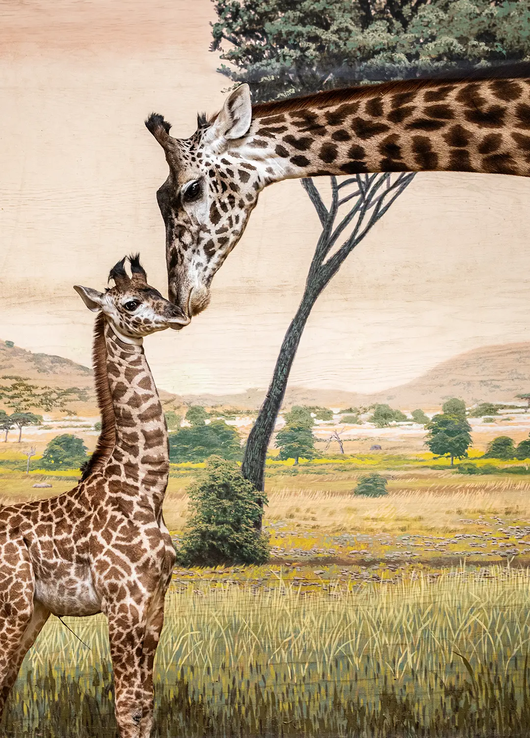 A pair of Giraffe at the Toronto Zoo