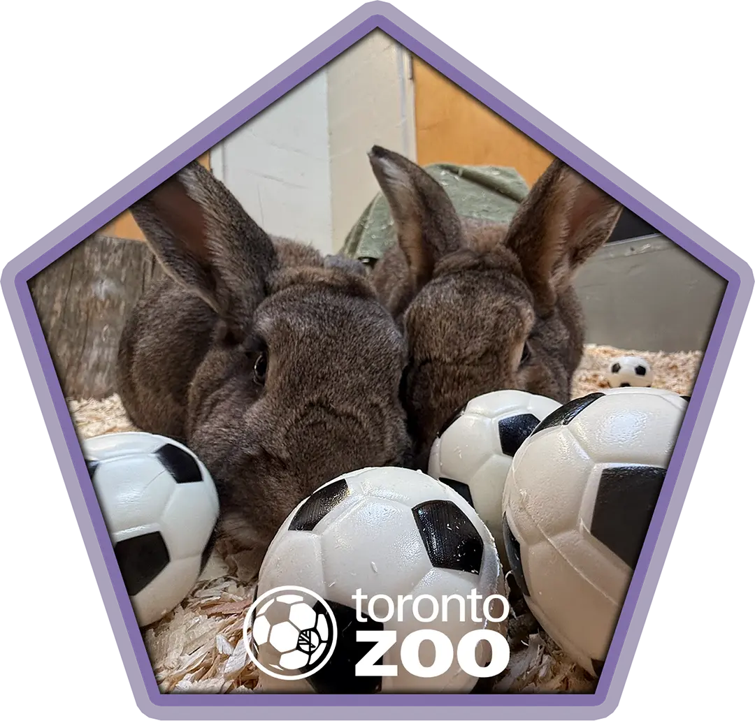 Two Tortoise size up a soccer ball.