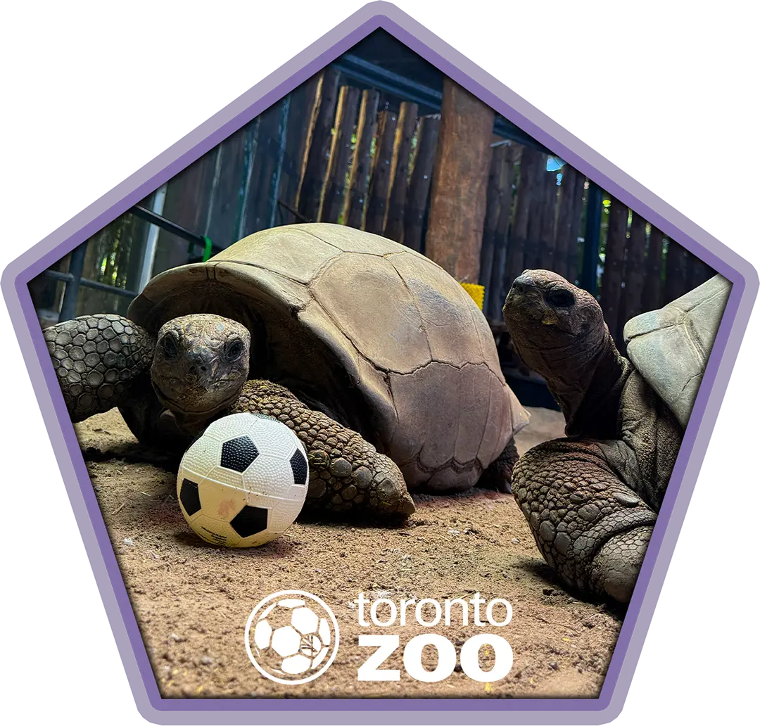 Two Tortoise size up a soccer ball.