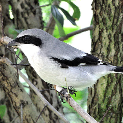 Eastern Loggerhead Shrike sitting on a branch
