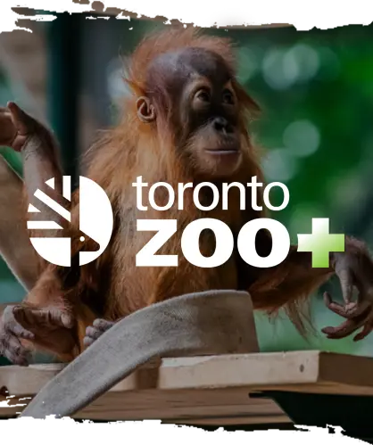 Toronto Zoo+ Logo overtop of a picture of Wali the Orangutan