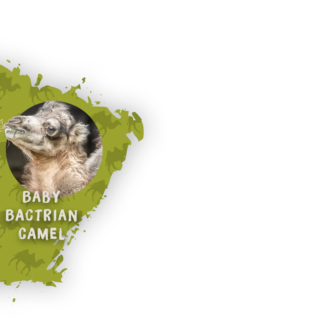 BABY Bactrian camel