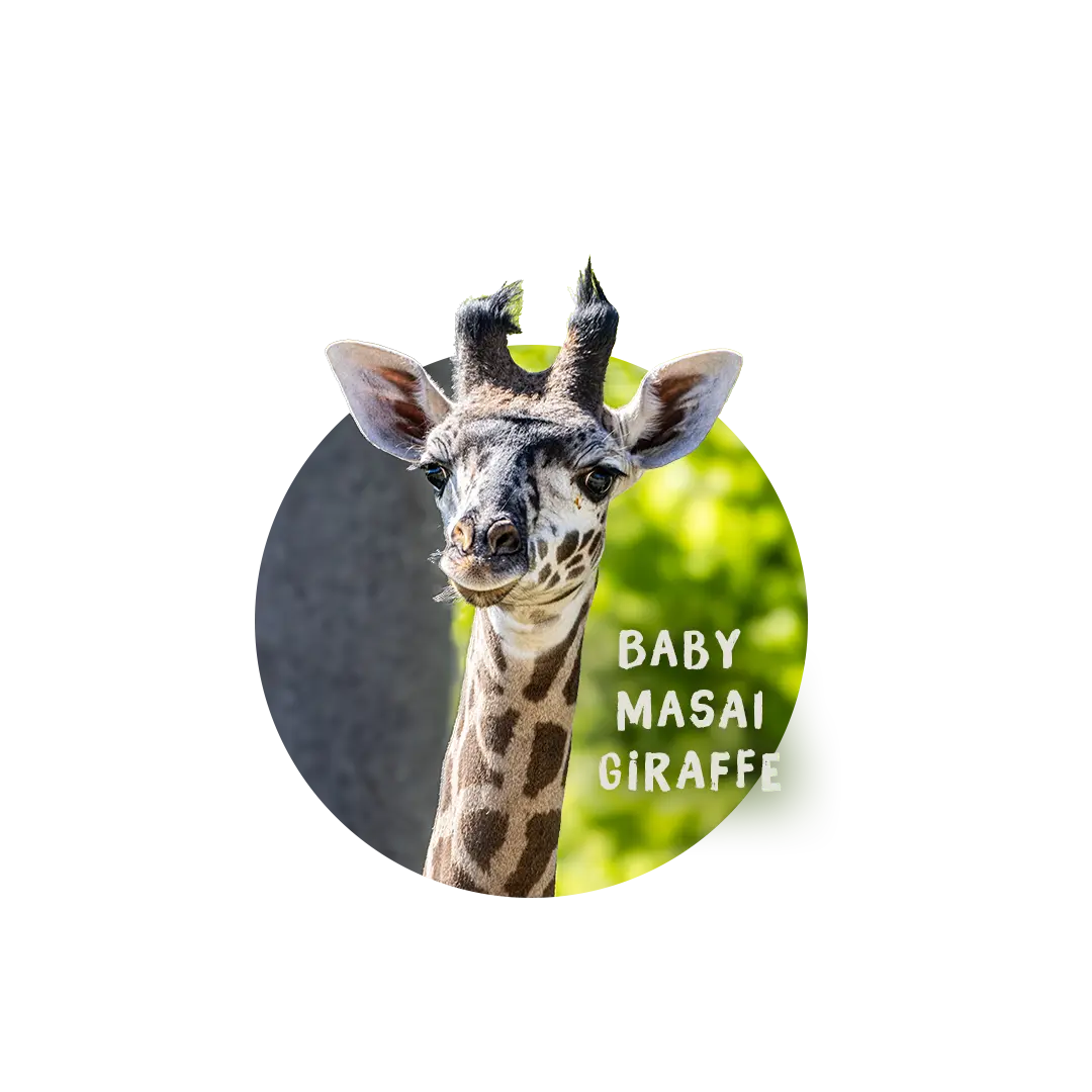 BABY MASAI GIRAFFE