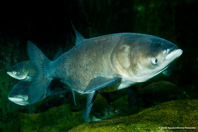Bighead carp