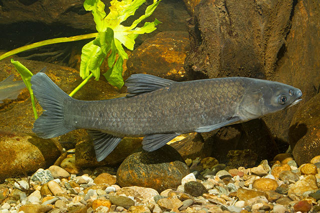 Black carp