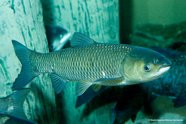 Grass carp