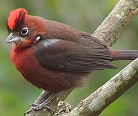 Red-crested finch