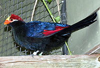 Violaceous plantain eater