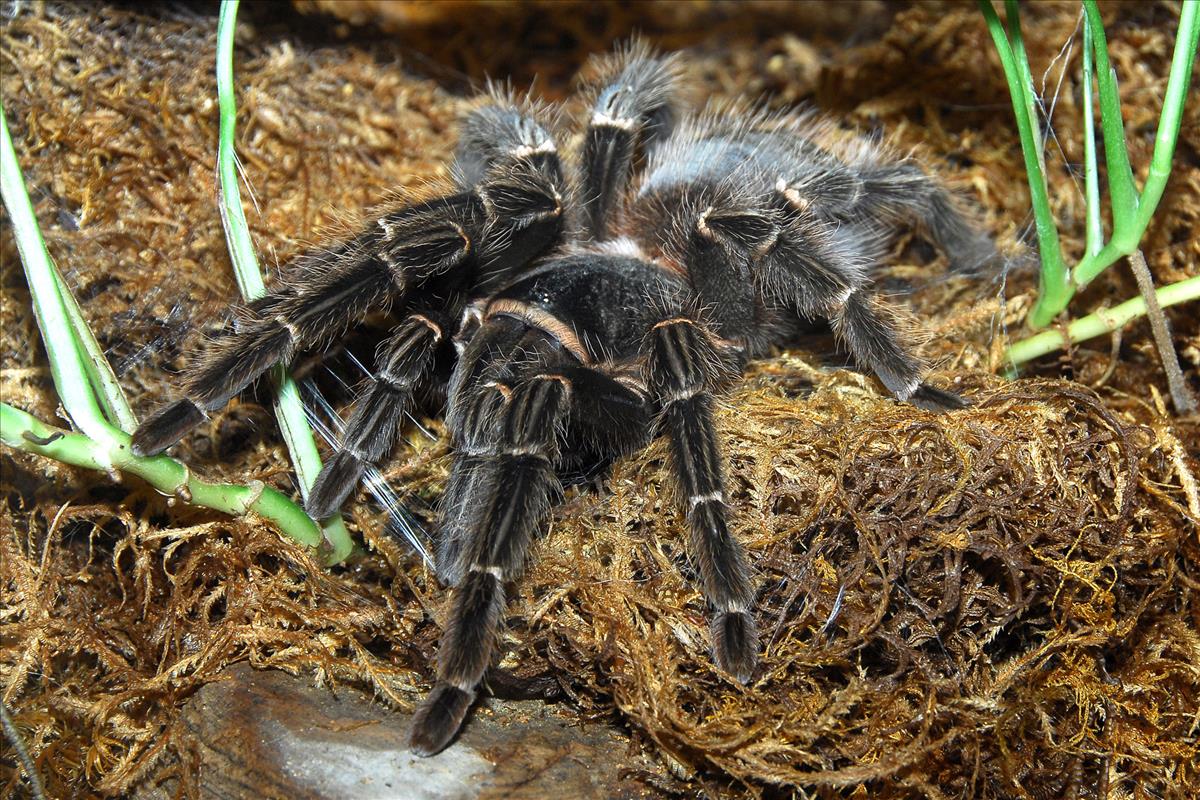 Giant Bird Eating Spider