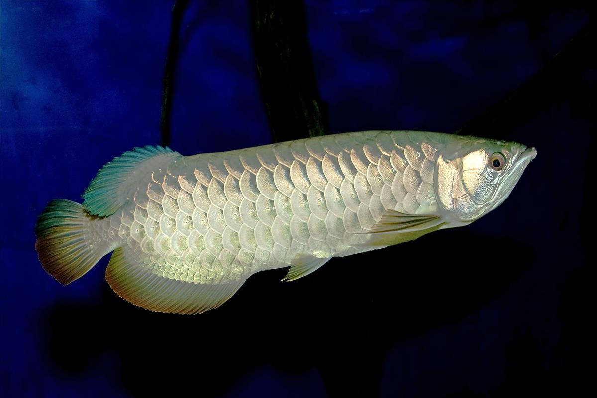 Malayan bonytongue