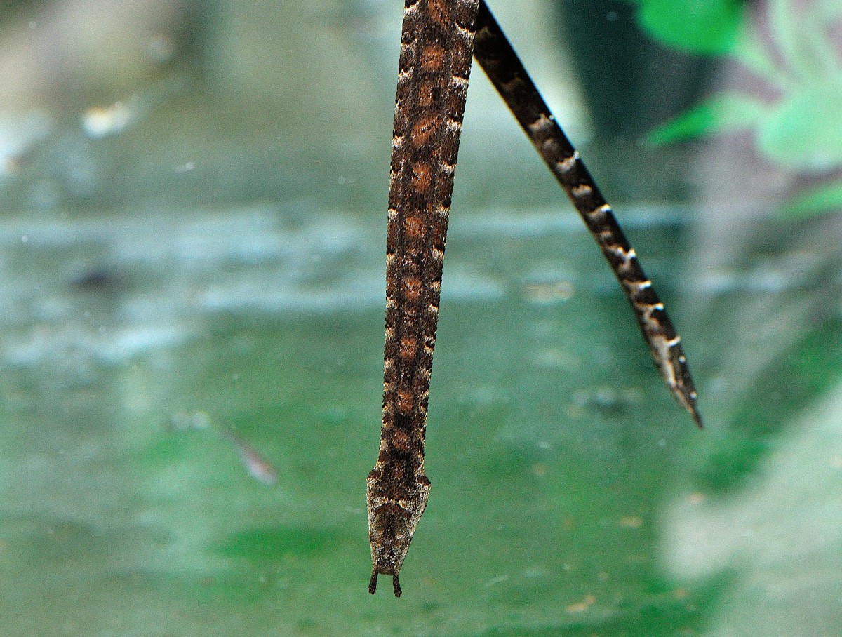 Tentacled Snake