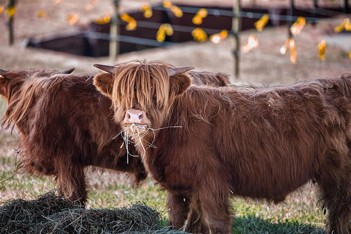 Highland Cattle