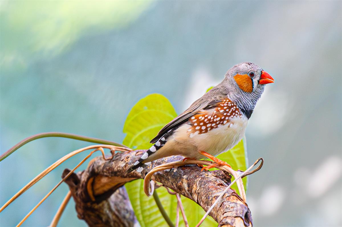 Zebra finch