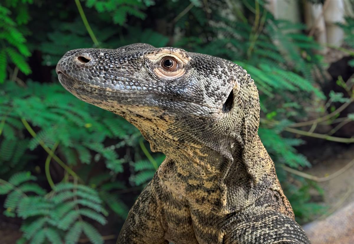 Komodo Dragon