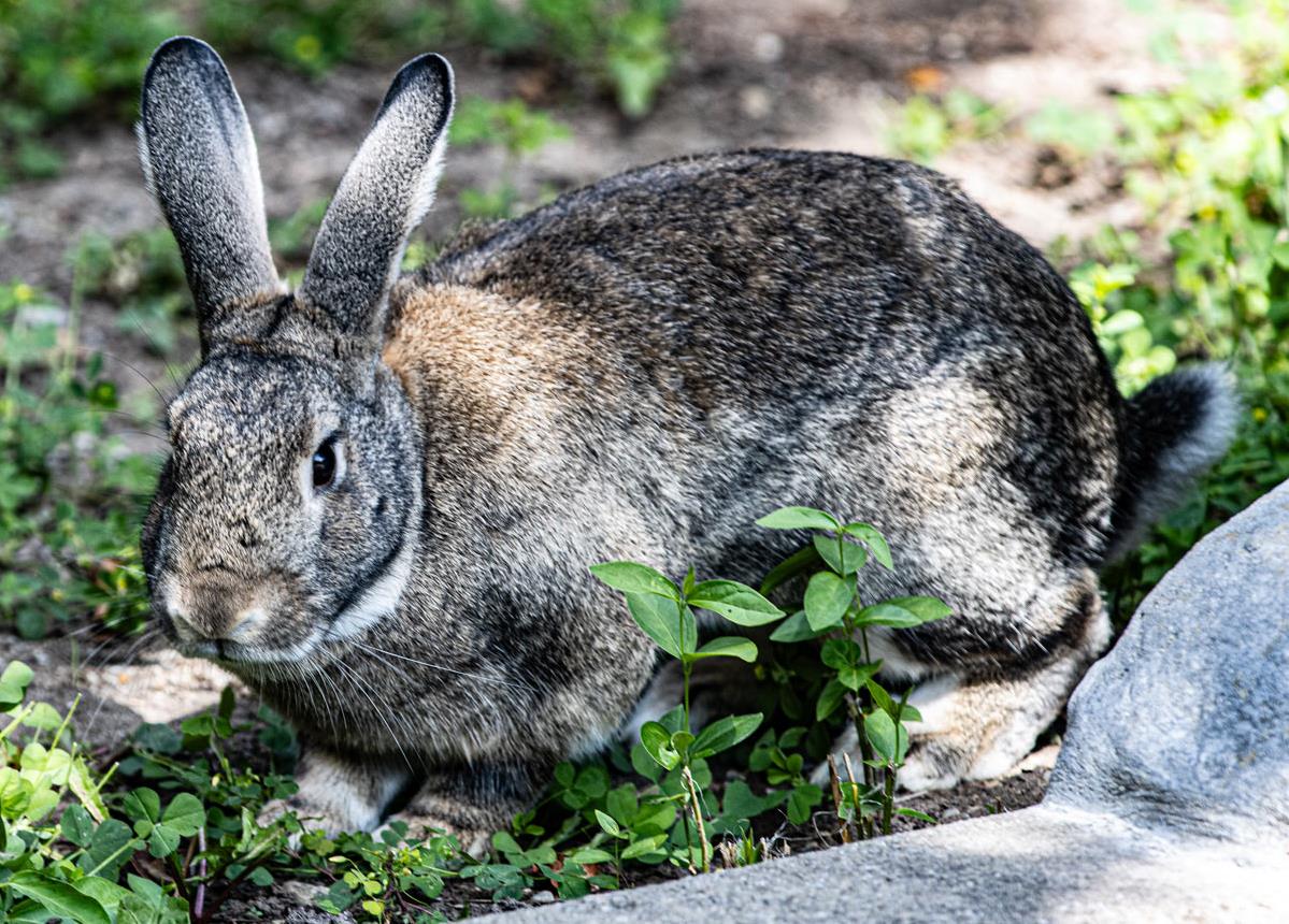 Rabbit