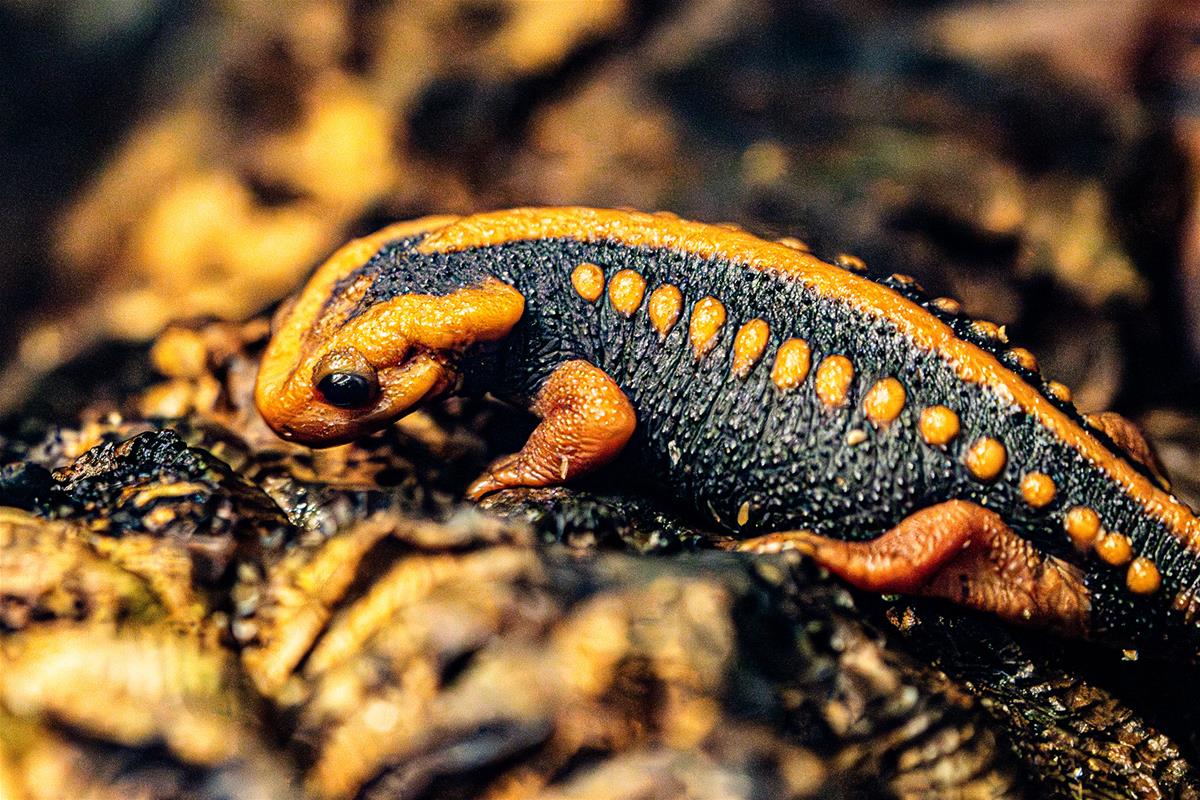 crocodile newt