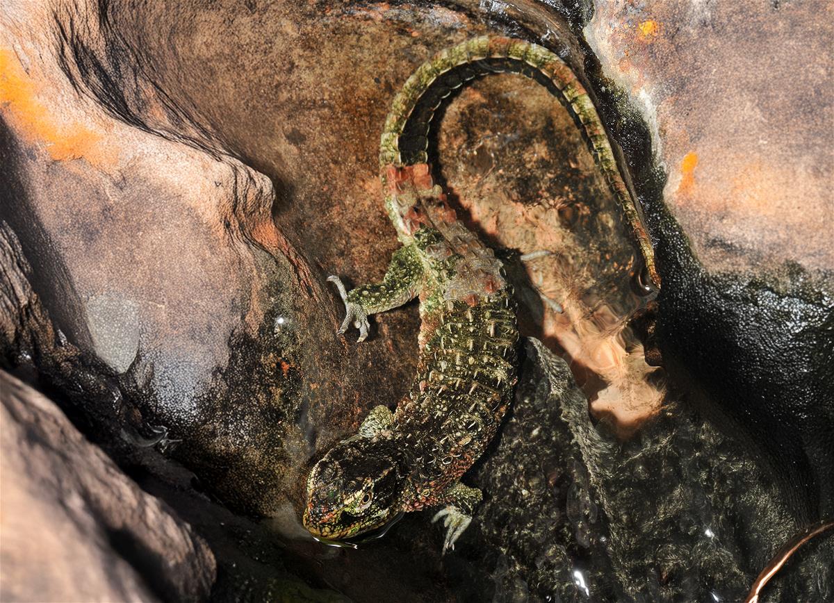 Crocodile lizard