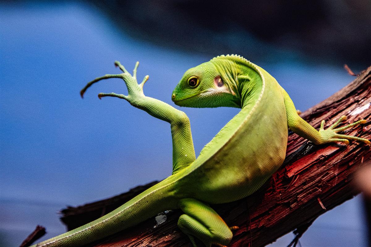 Lau Banded Iguana