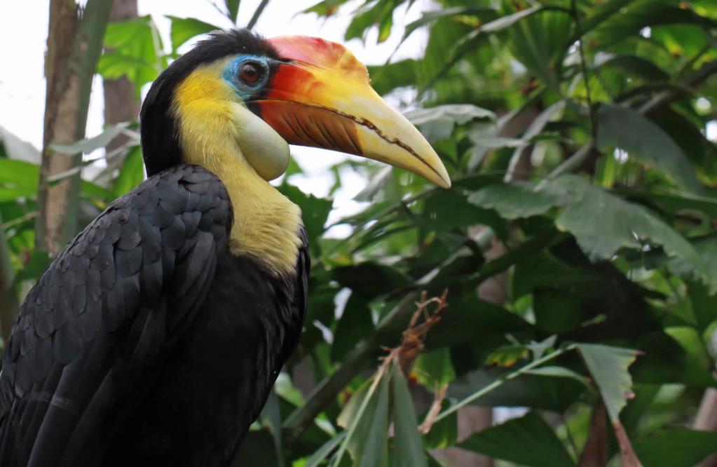 Male Wrinkled Hornbill