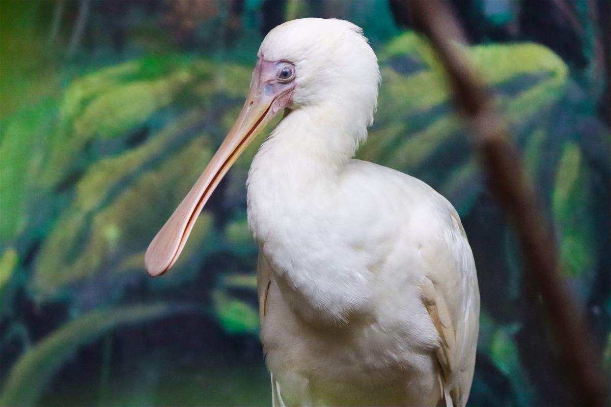 African Spoonbill