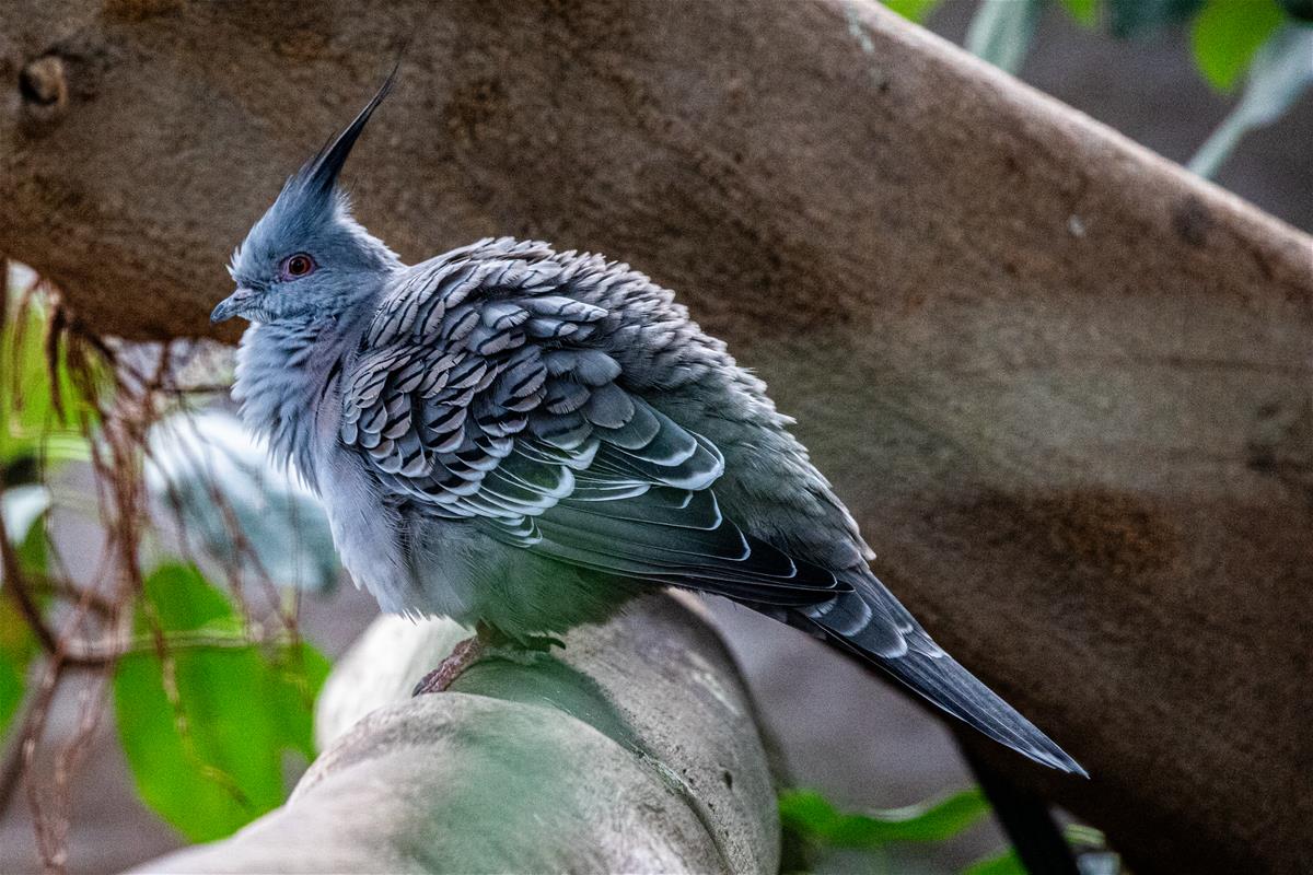 Crested Pigeon
