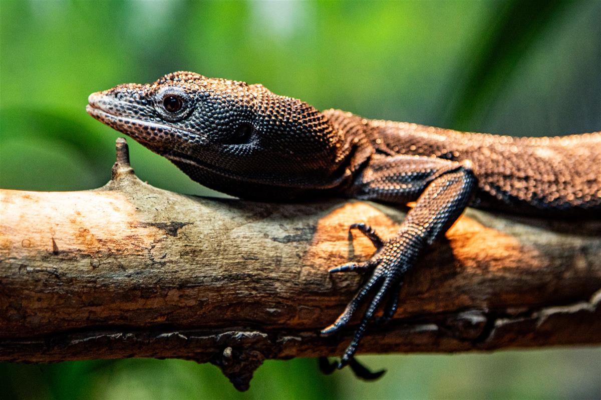 Black Tree Monitor