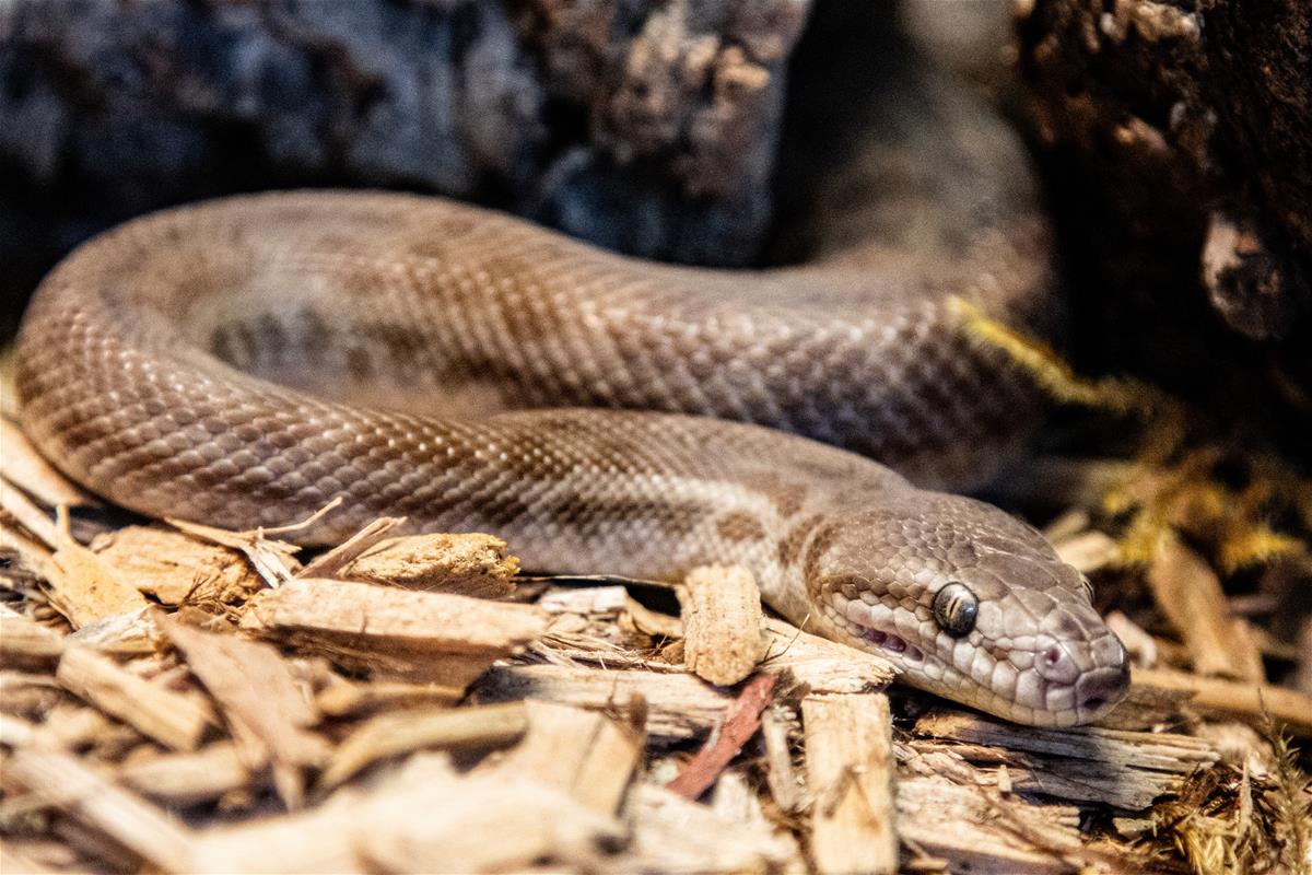 Stimsons Python