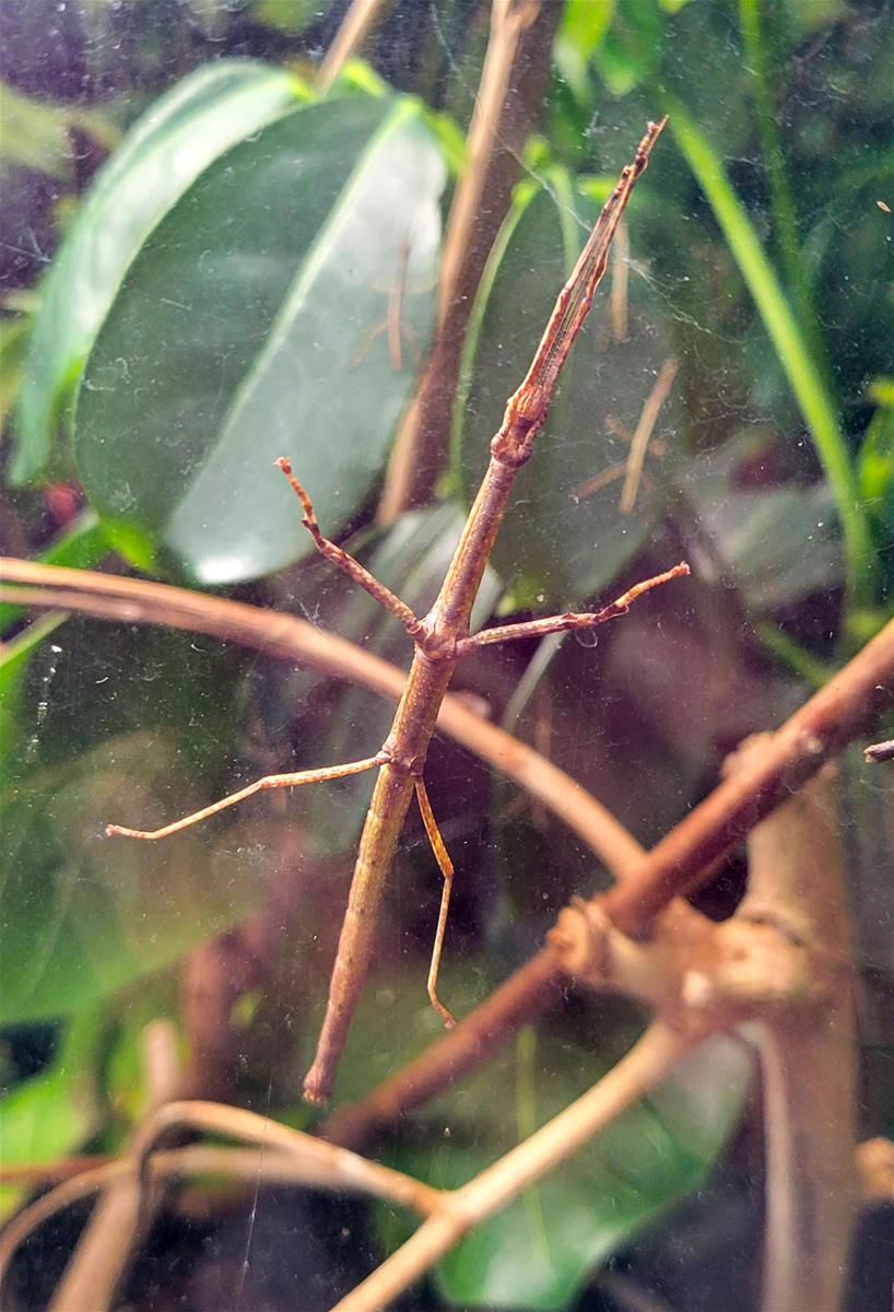 Malyan Walking Stick