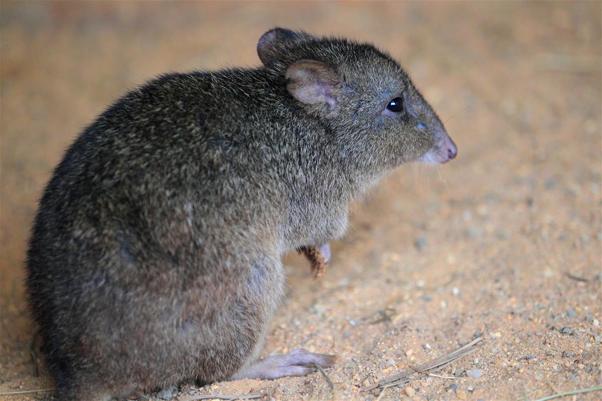 Brush-tailed Bettong