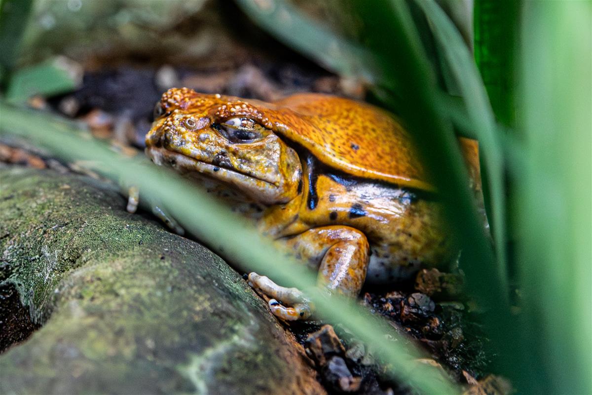 Tomato Frog