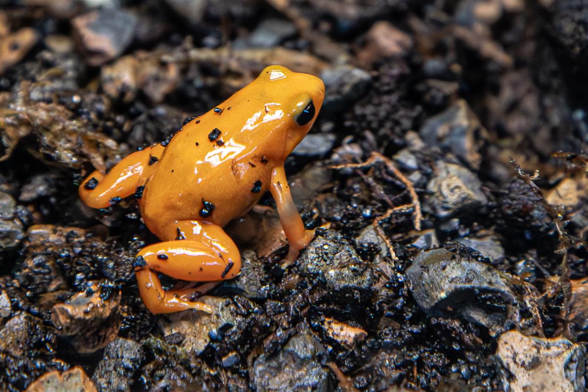 Mantella