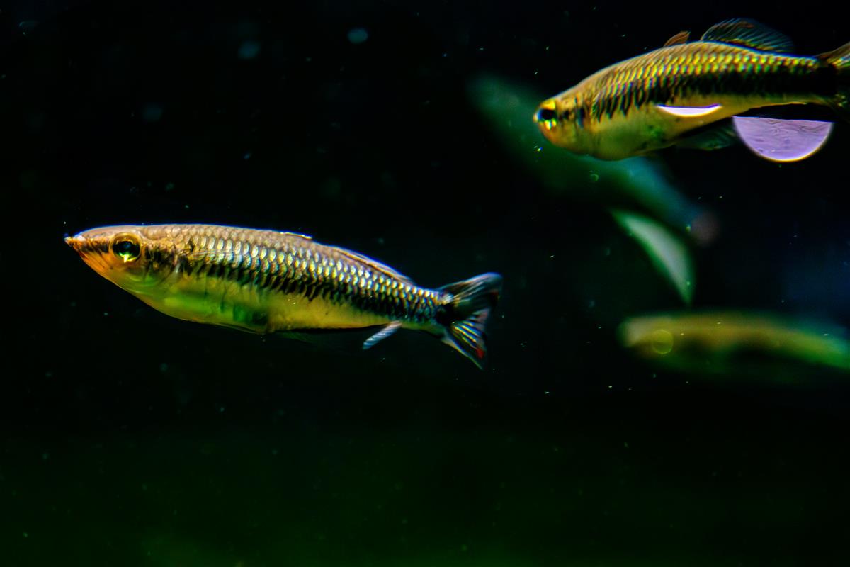 Marojejy Rainbowfish 
