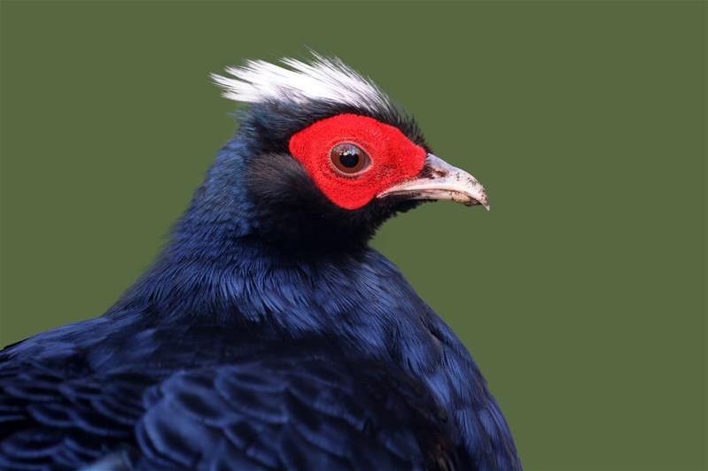Edwards Pheasant