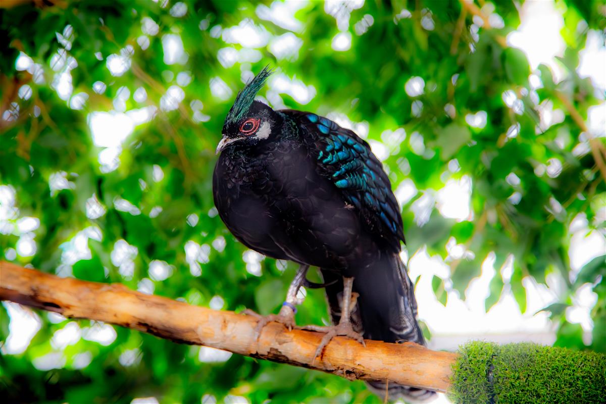 Palawan Peacock-pheasant