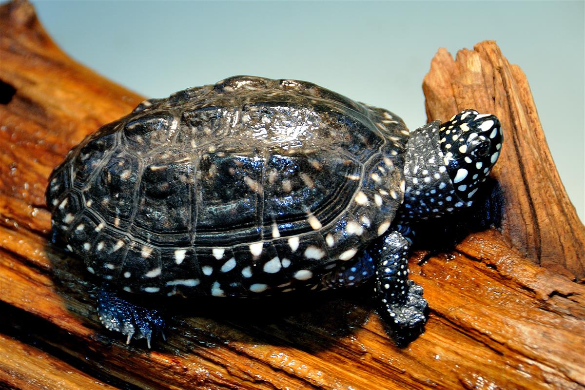 Hamilton's Pond Turtle 