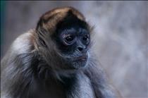 Black Handed Spider Monkey