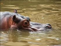 River Hippo