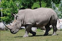 White Rhino