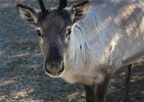 Caribou