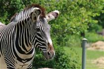 GrevysZebra