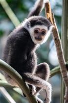 White Handed Gibbon