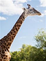 Giraffe Mstari