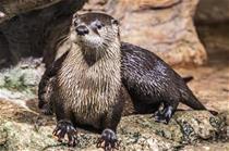 North American River Otter